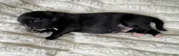 Pomsky dogs for sale: Male 2 - Ad 1