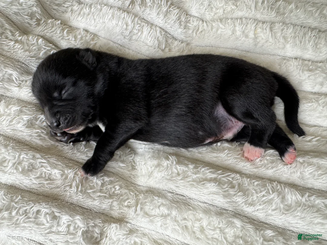 Pomsky dogs for sale: Male 2 - Ad 1