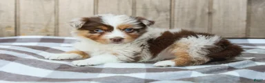 Rex