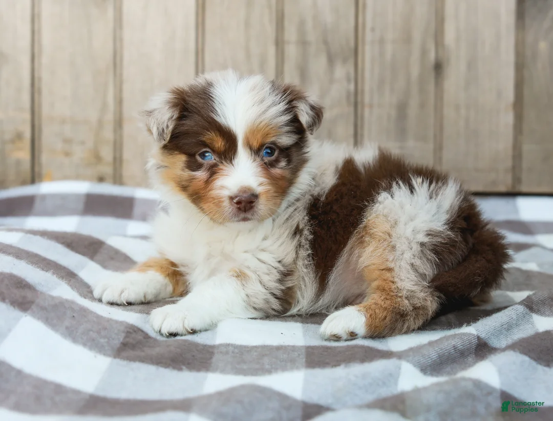 Australian Shepherd dogs for sale: Rex - Ad 1