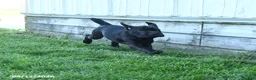 Mini Hippo dogs for sale: Jenny - Ad 5