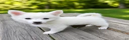 American Eskimo dogs for sale: American Eskimo Puppy 3 ~AVAILABLE NOW - Ad 6