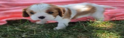Cavalier King Charles Spaniel dogs for sale: lily - Ad 3