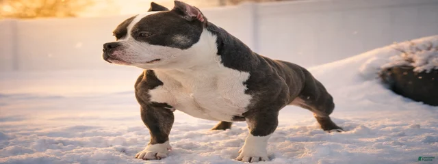 BadBihh Wiggly Riggley