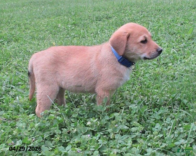 Mixed Breed dogs Angola - Ad 2