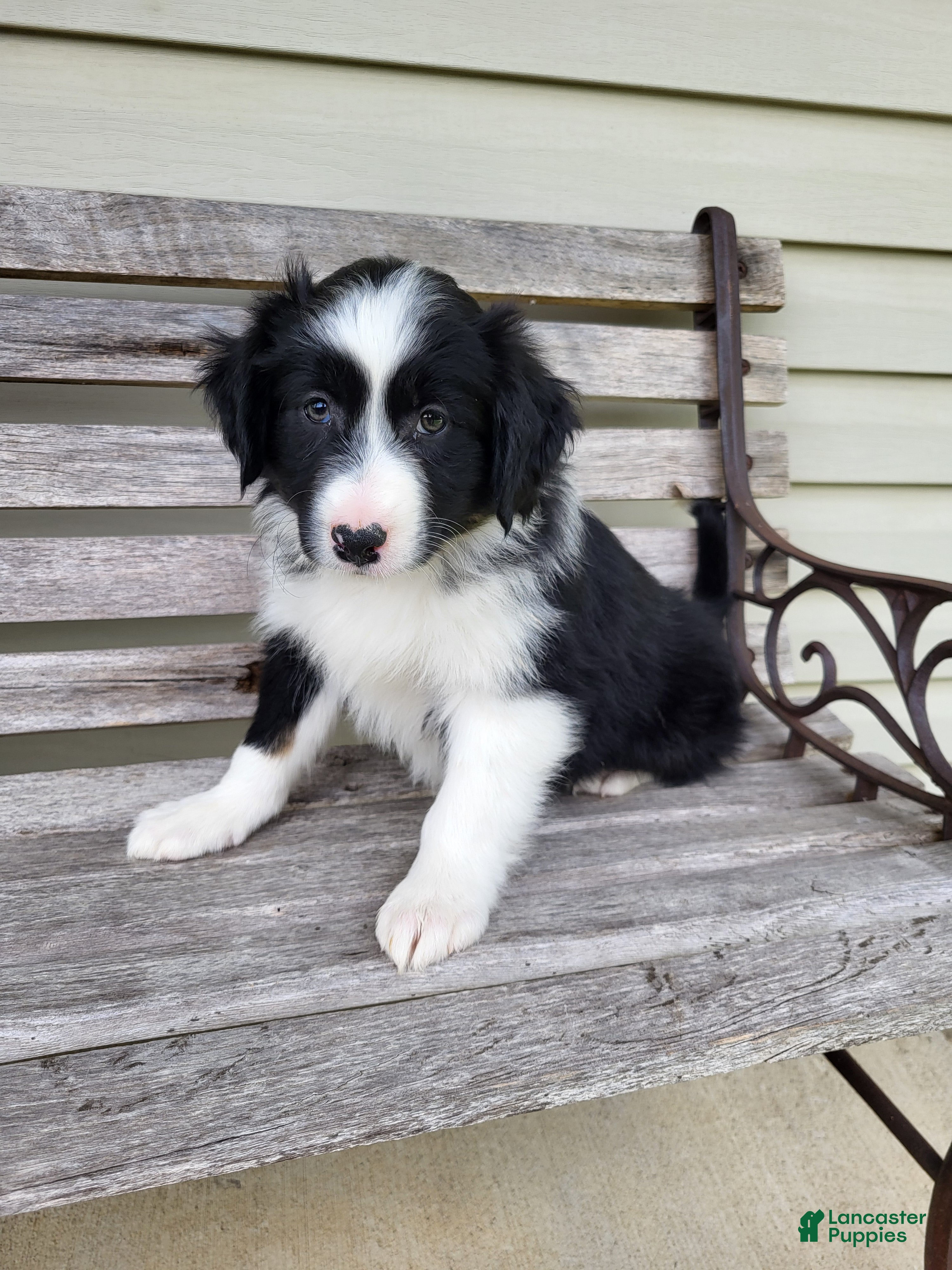 Australian Shepherd dogs Jenny  - Ad 1