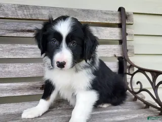 Australian Shepherd dogs for sale: Jenny - Ad 2