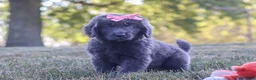 Newfoundland dogs for sale: Barbie - Ad 10