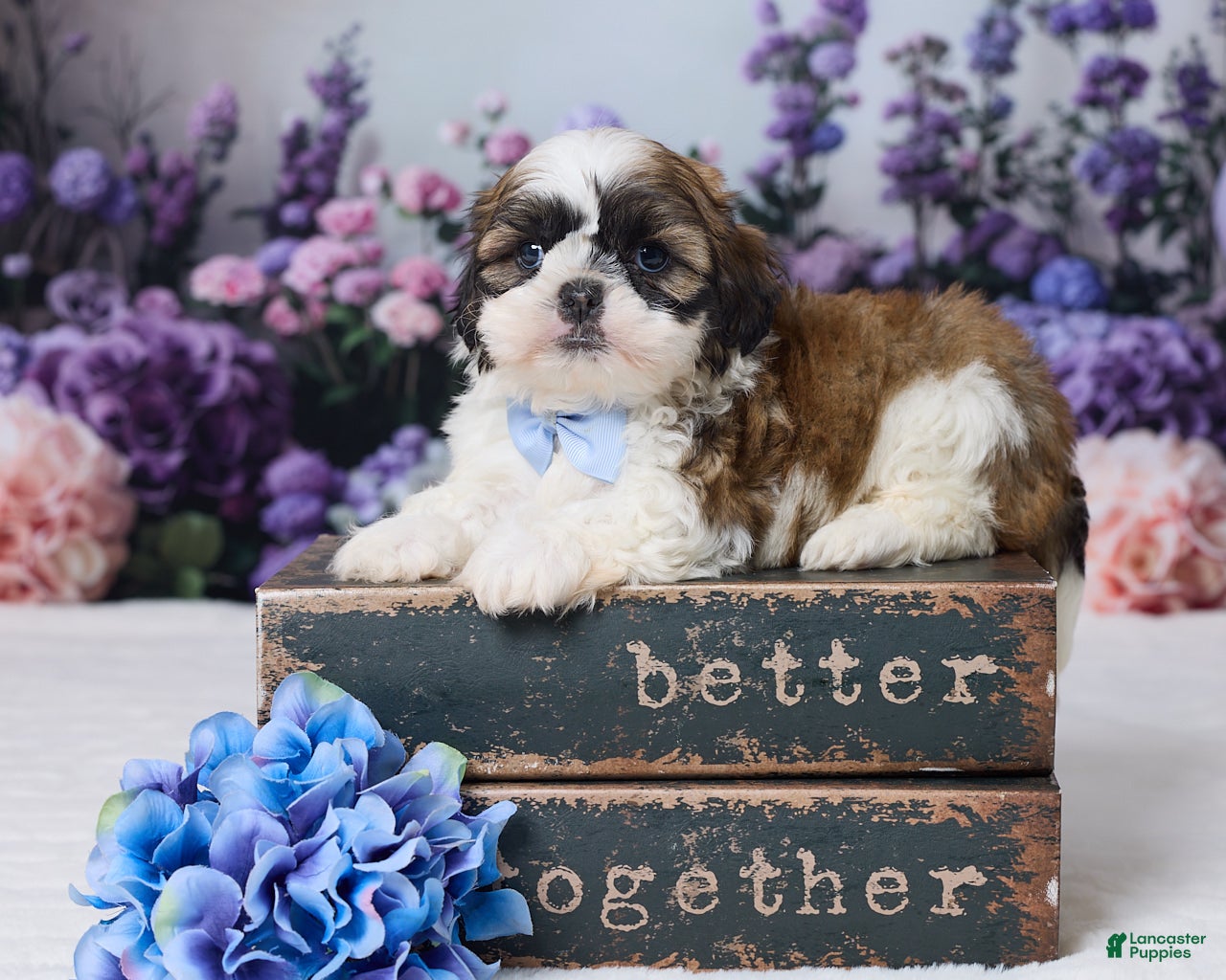 Shih Tzu dogs Rambo - Ad 1