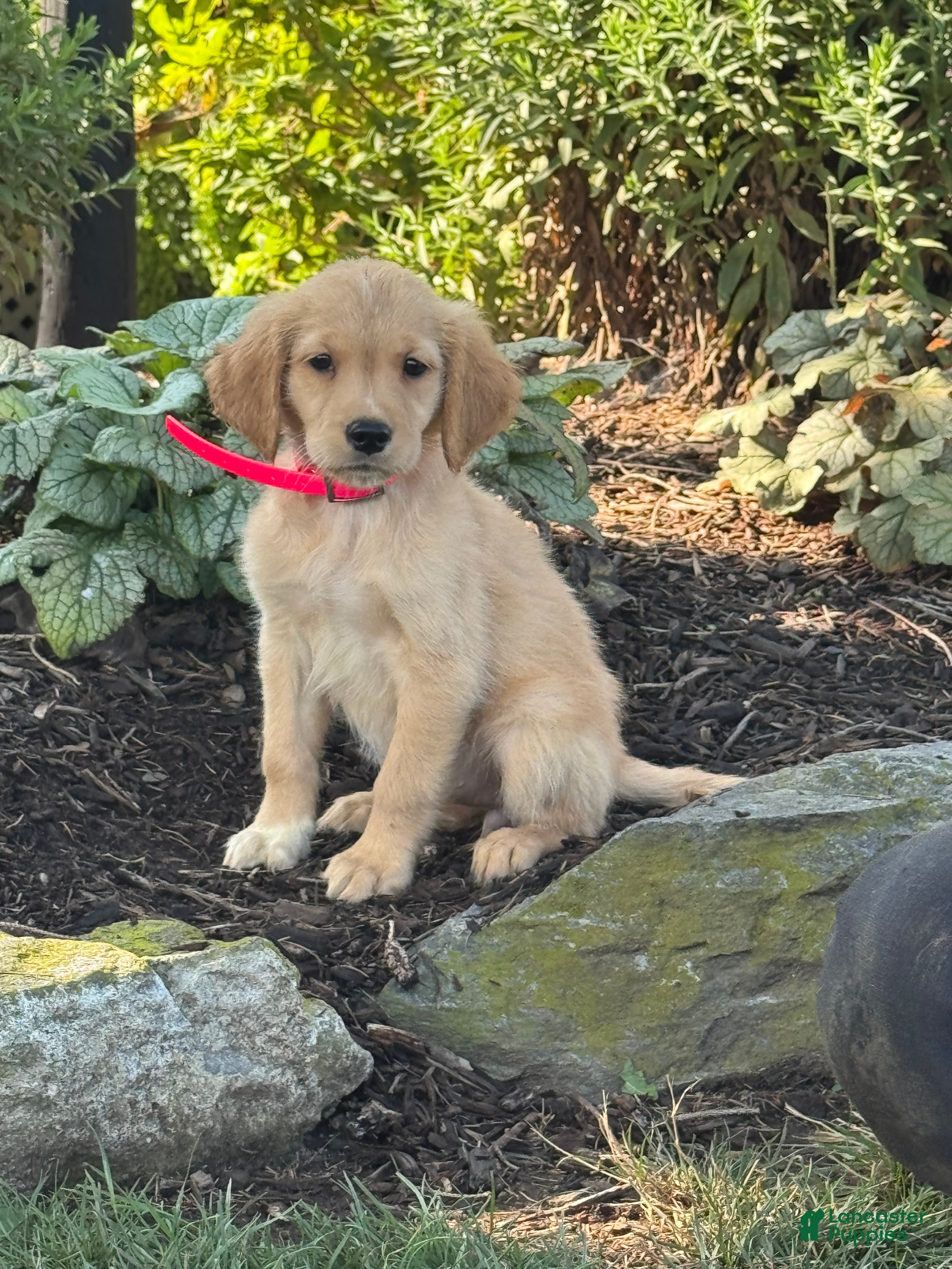 Golden Retriever dogs Katie - Ad 1