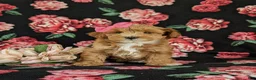 Maltipoo dogs for sale: Shaina 7 lbs Full Grown - Ad 4