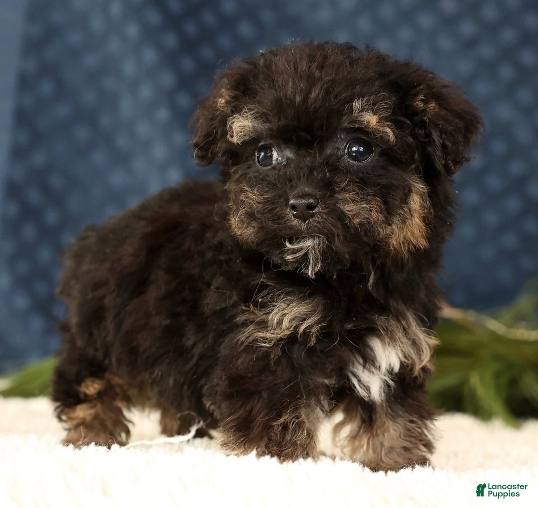 Havapoo dogs for sale: Polly - Ad 4