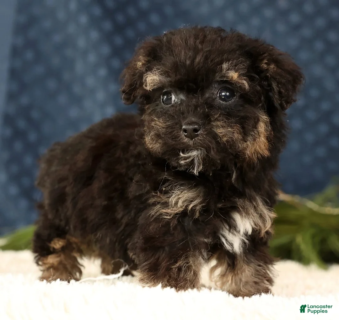 Havapoo dogs for sale: Polly - Ad 4