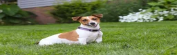 Mixed Breed dogs for sale: Moose - Ad 6