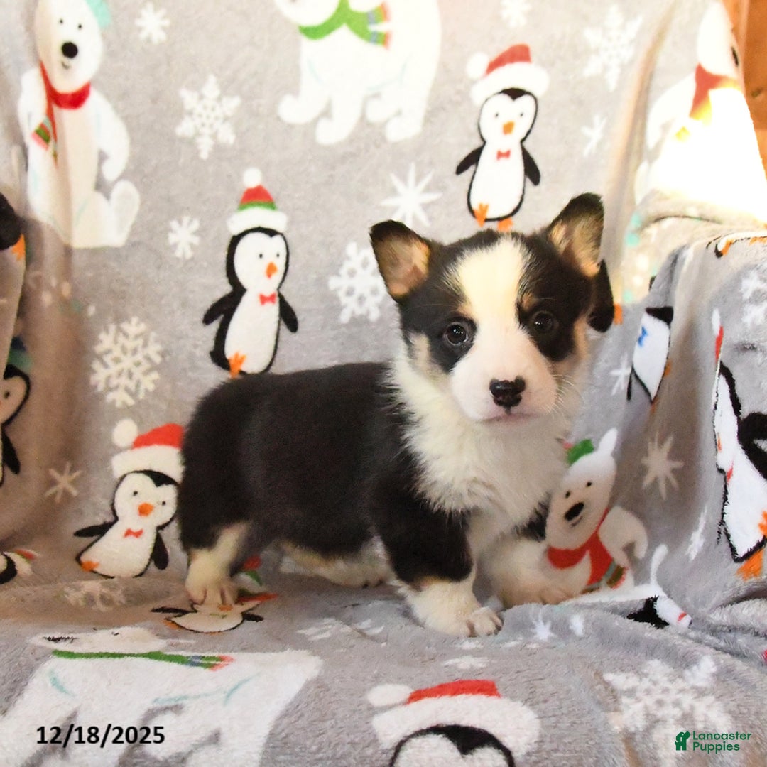 Welsh Corgi Pembroke dogs for sale: Gander - Ad 4