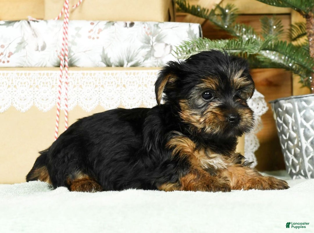 Yorkshire Terrier dogs for sale: Bella - Ad 7