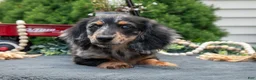 Miniature Dachshund dogs for sale: John - Ad 3