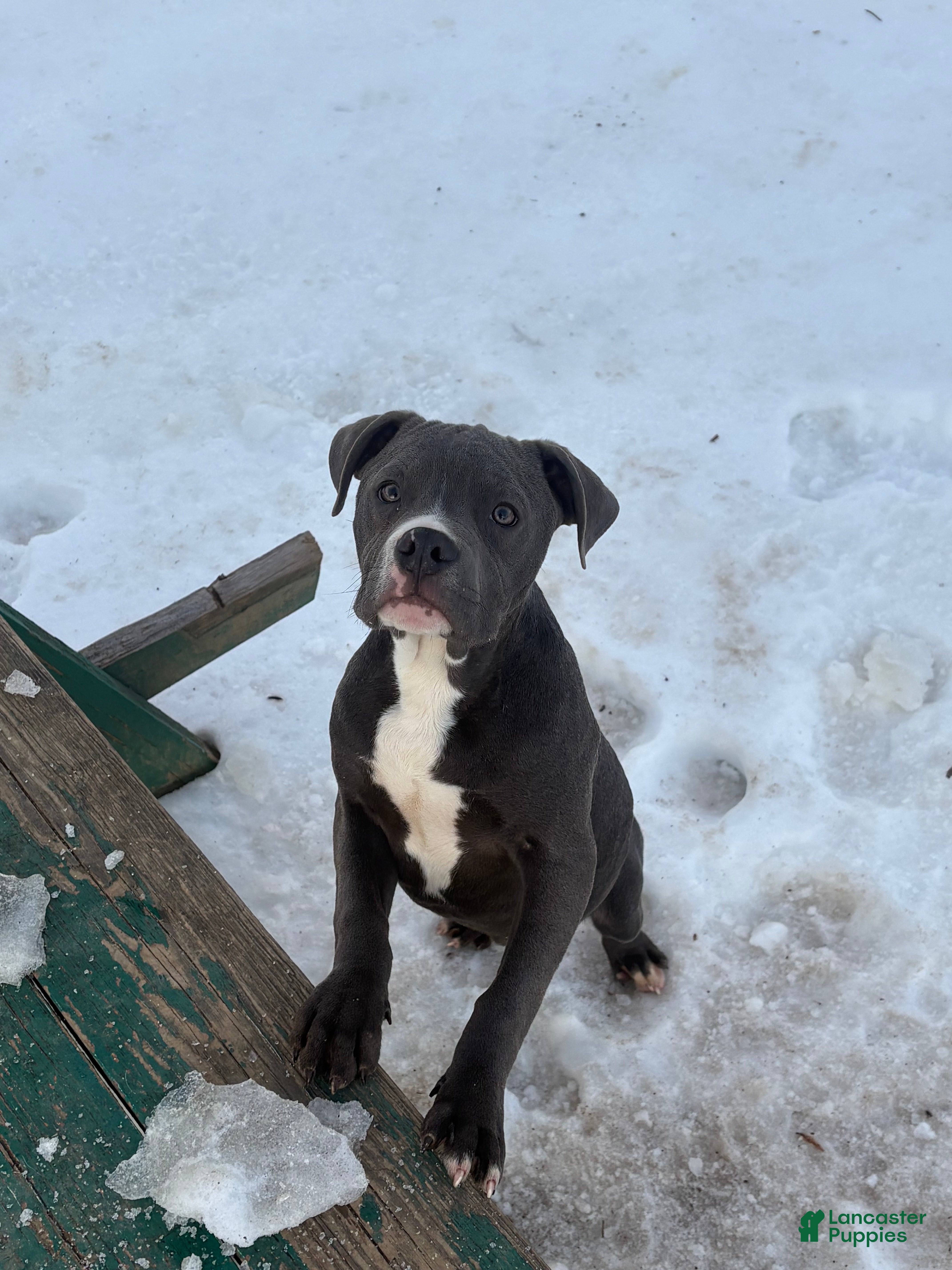 American Bully dogs Bleu - Ad 7