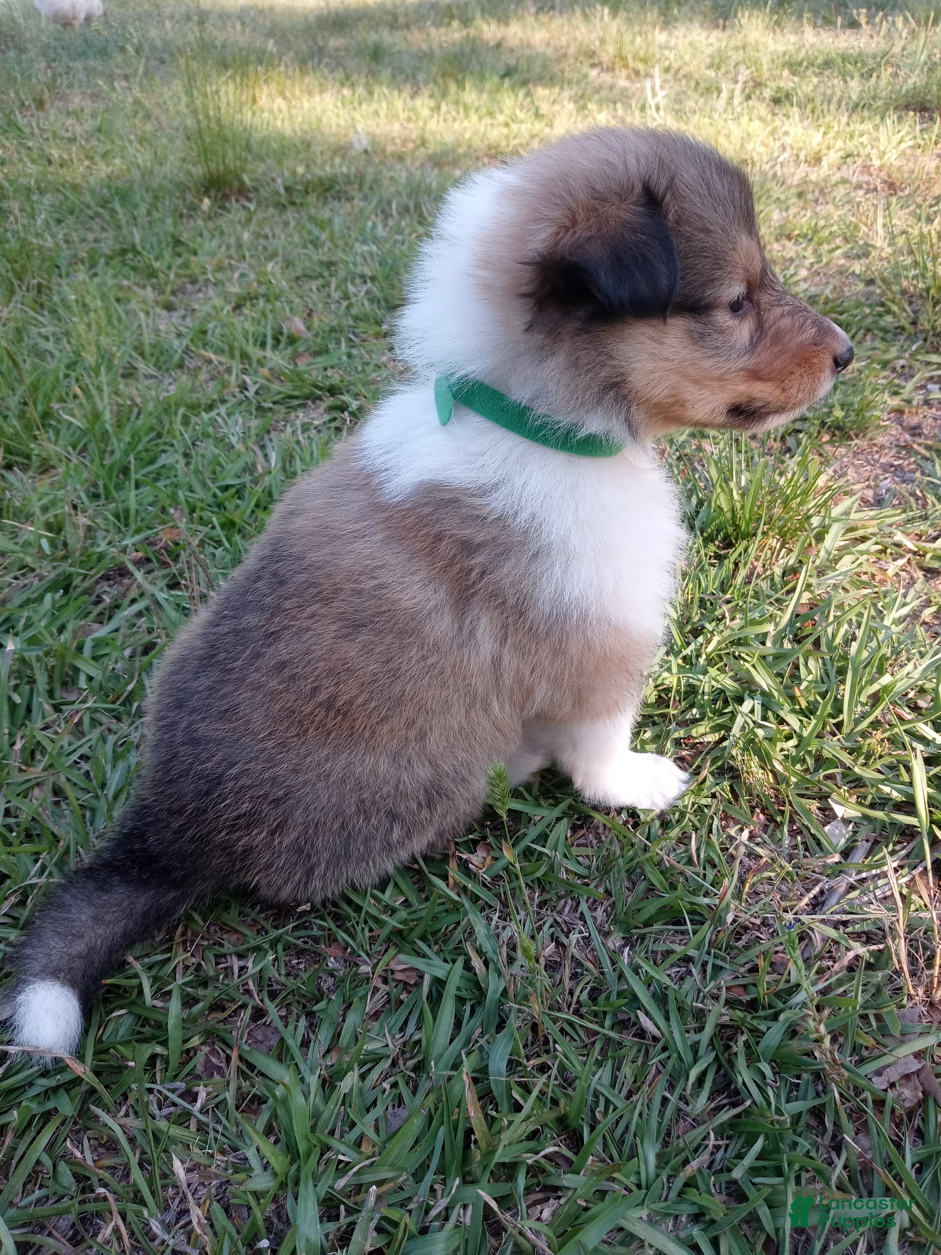 Collie dogs Sable, Green collar - Ad 4