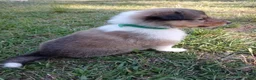 Collie dogs for sale: Sable Female, Green collar - Ad 3