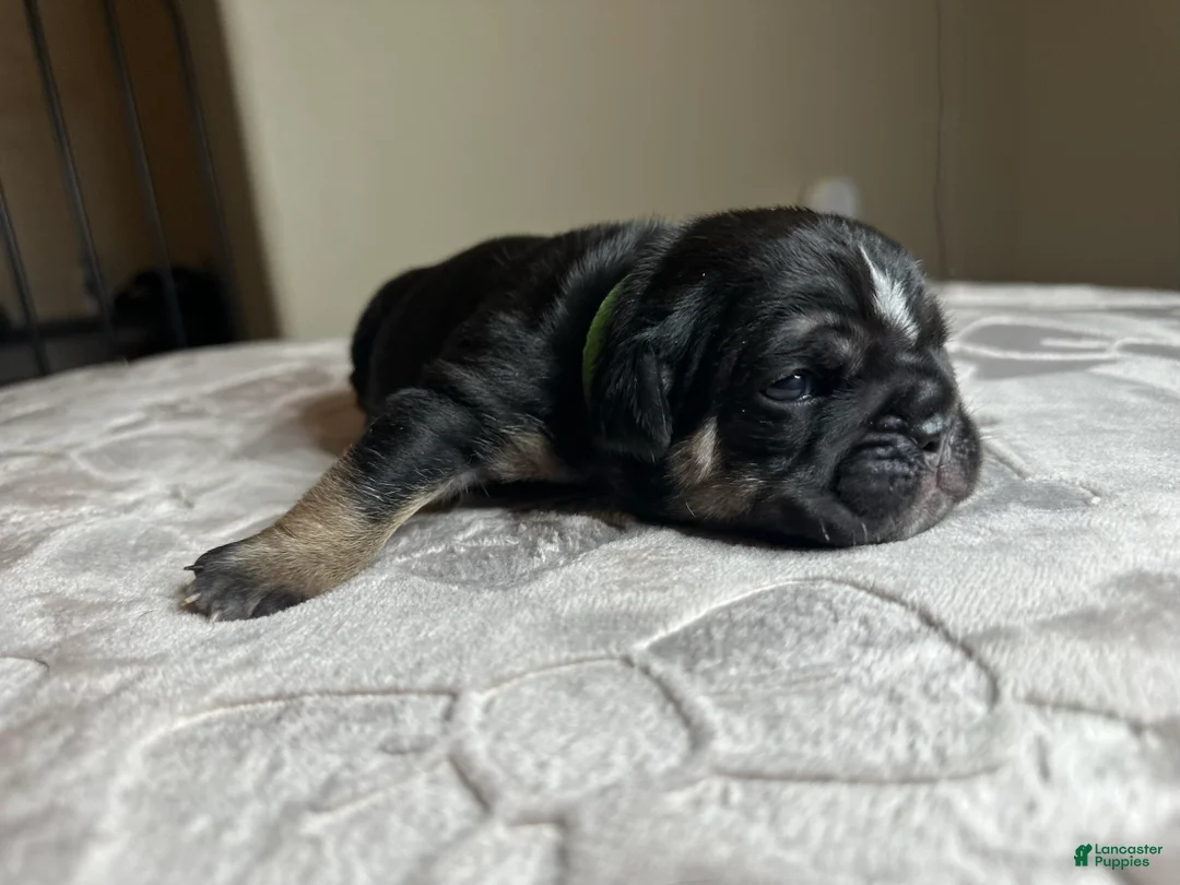 English Bulldog dogs for sale: Nyx - Ad 1