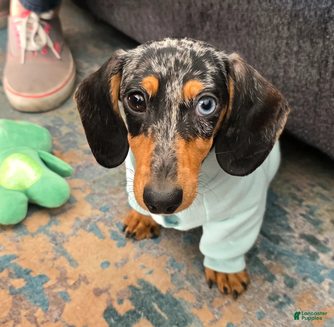 Miniature Dachshund dogs for sale: Miniature Dachshund Puppy 1 - Ad 1