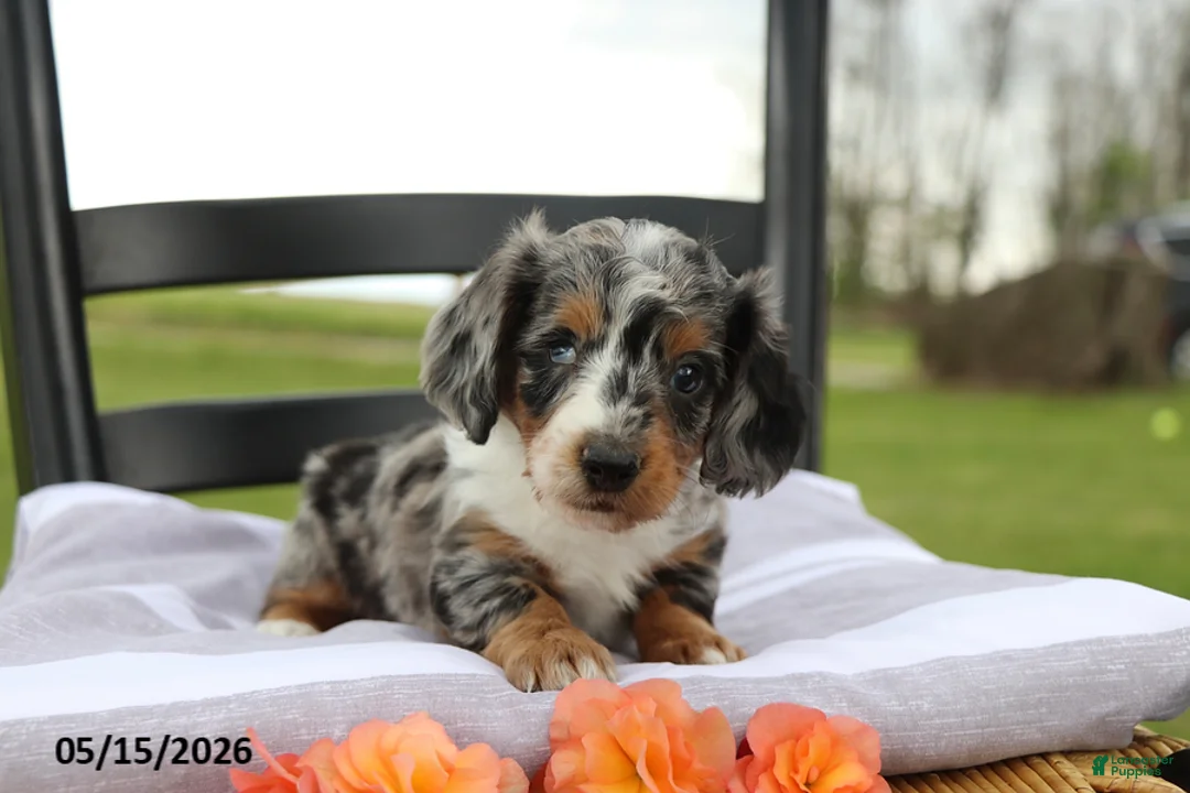 Miniature Dachshund dogs for sale: Cosmo - Ad 4