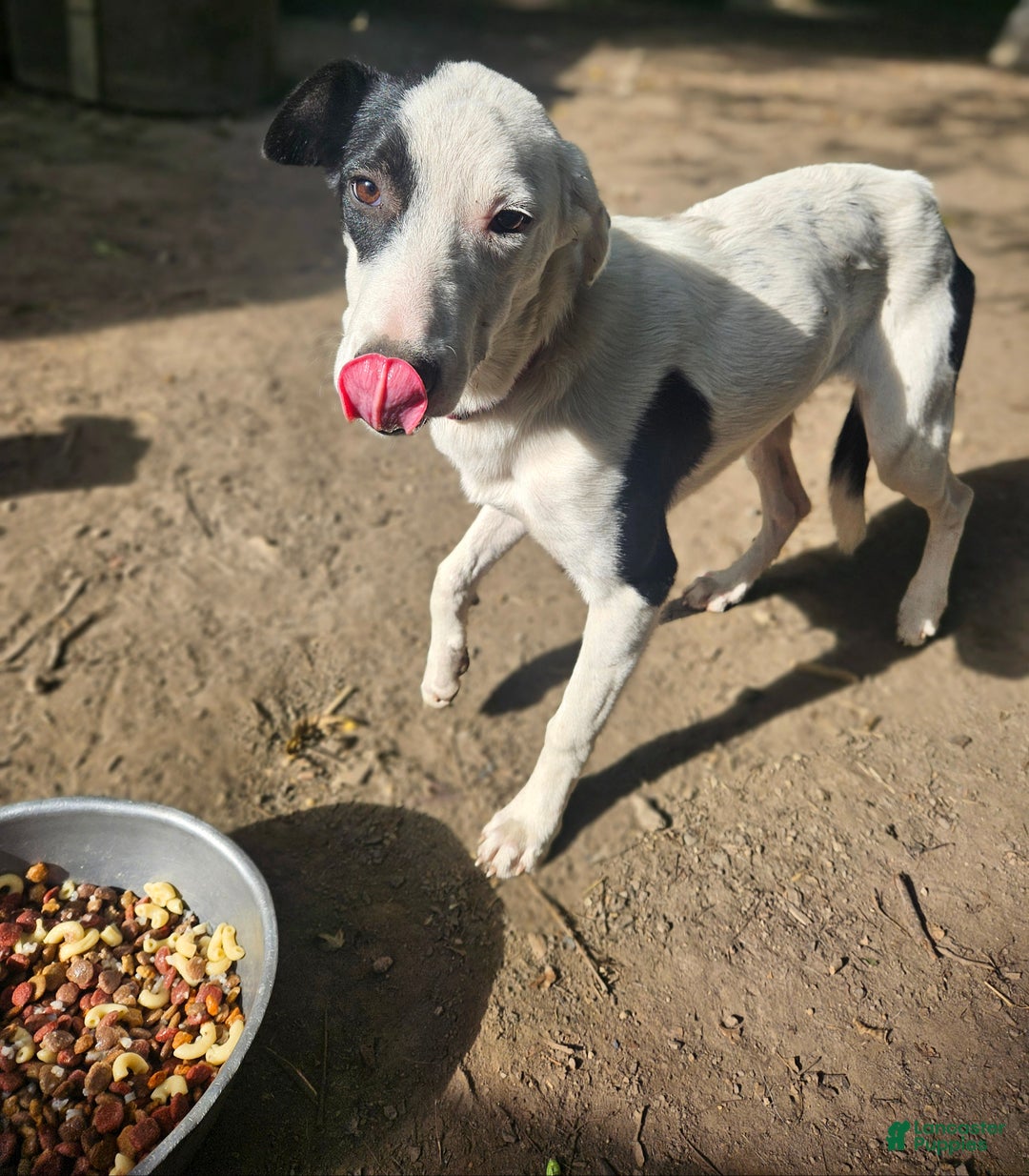 Border Collie dogs for sale: Dreami (Runt) - Ad 25