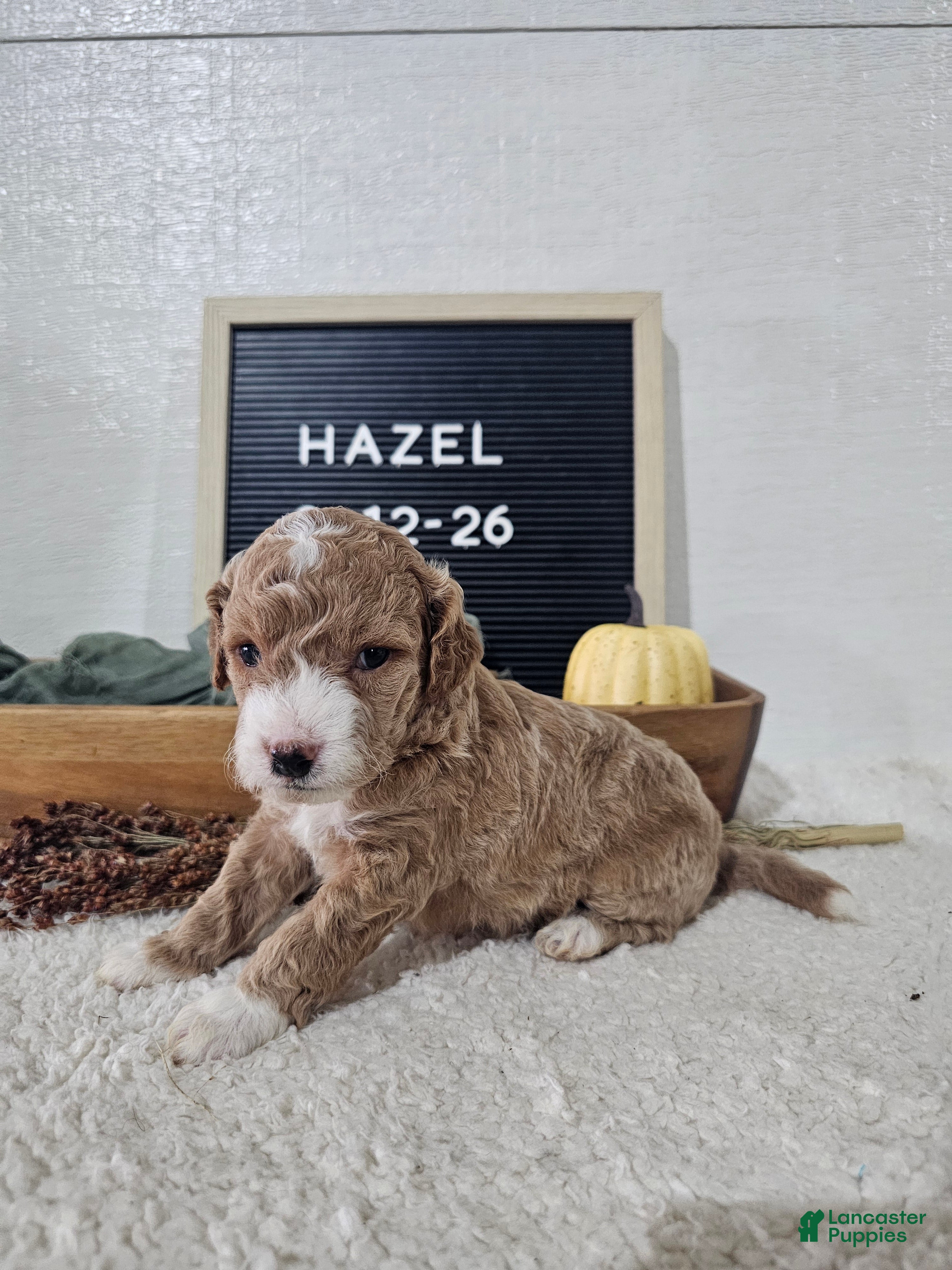 Mini Goldendoodle dogs for sale: Hazel - Ad 2