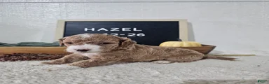 Hazel