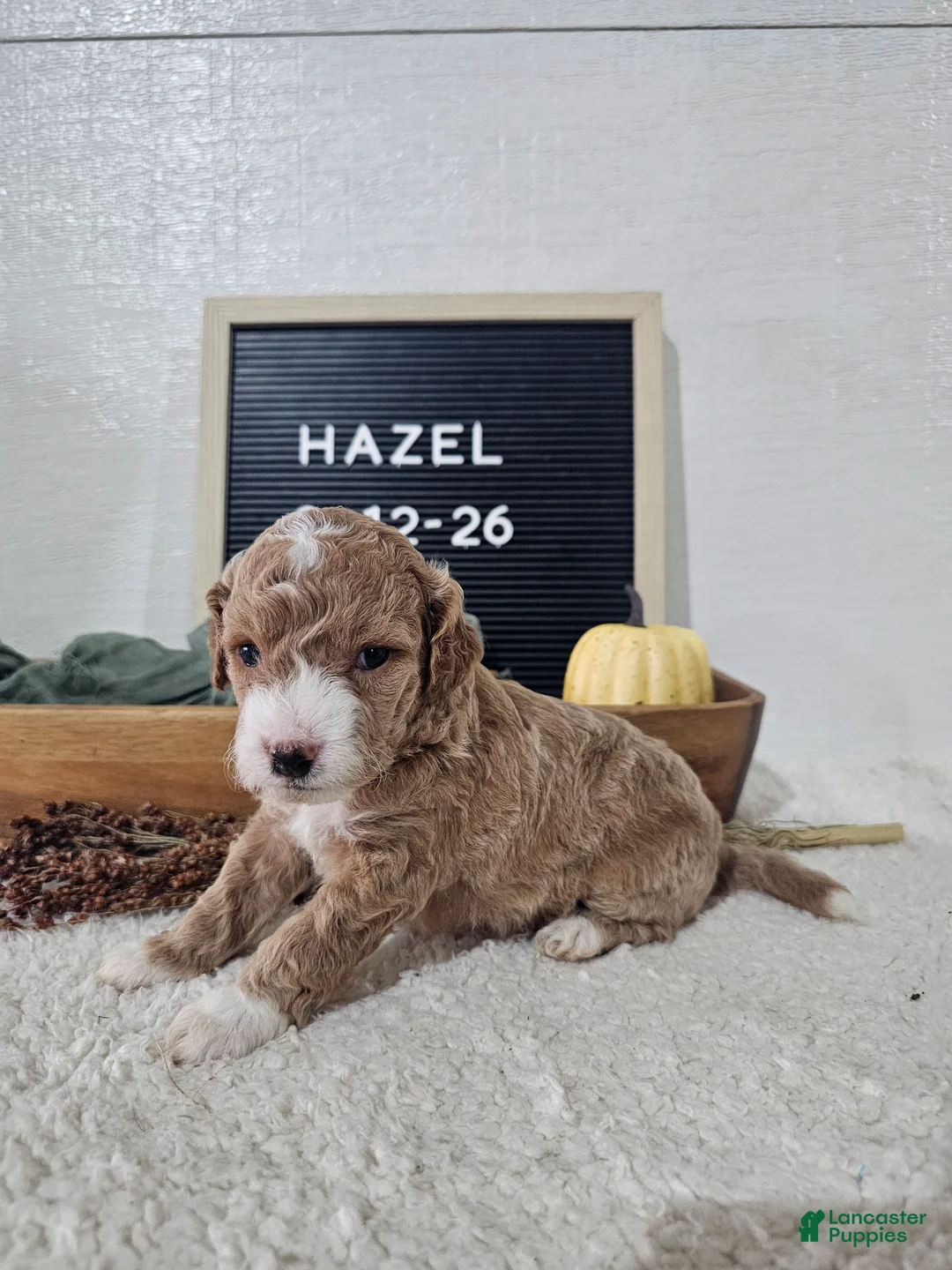 Mini Goldendoodle dogs for sale: Hazel - Ad 1