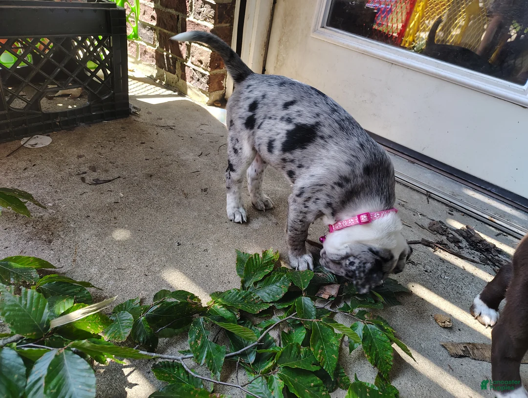 Mixed Breed dogs for sale: Eva - Ad 2