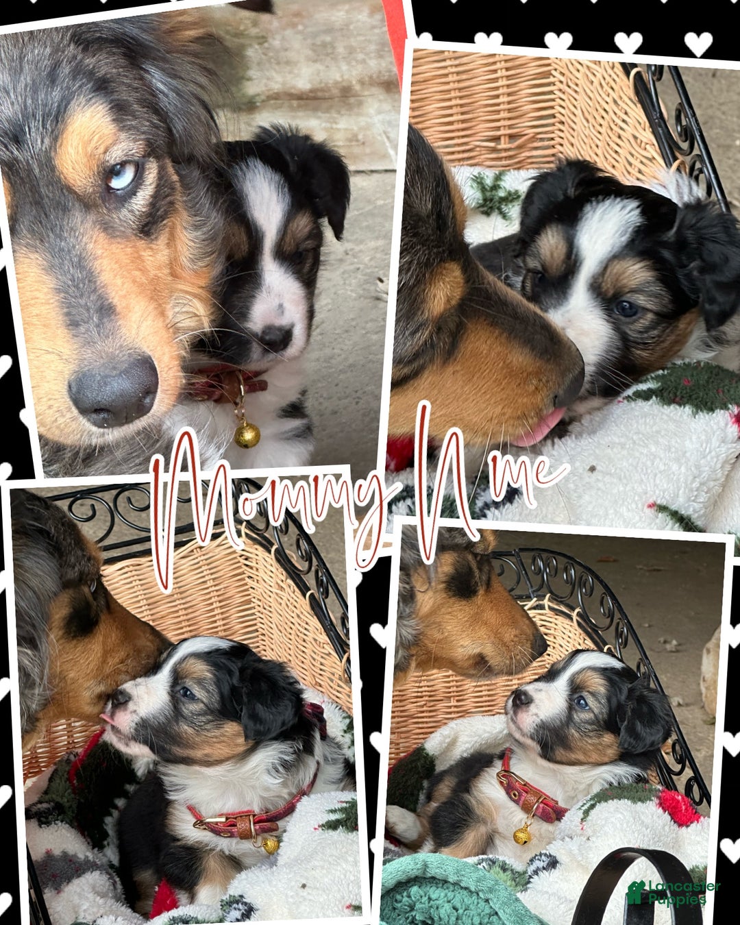 Miniature Australian Shepherd dogs for sale: Ivy - Ad 4