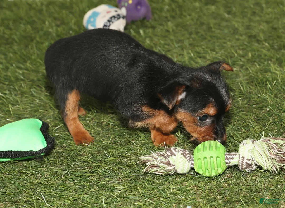Yorkshire Terrier dogs for sale: Kane - Ad 7