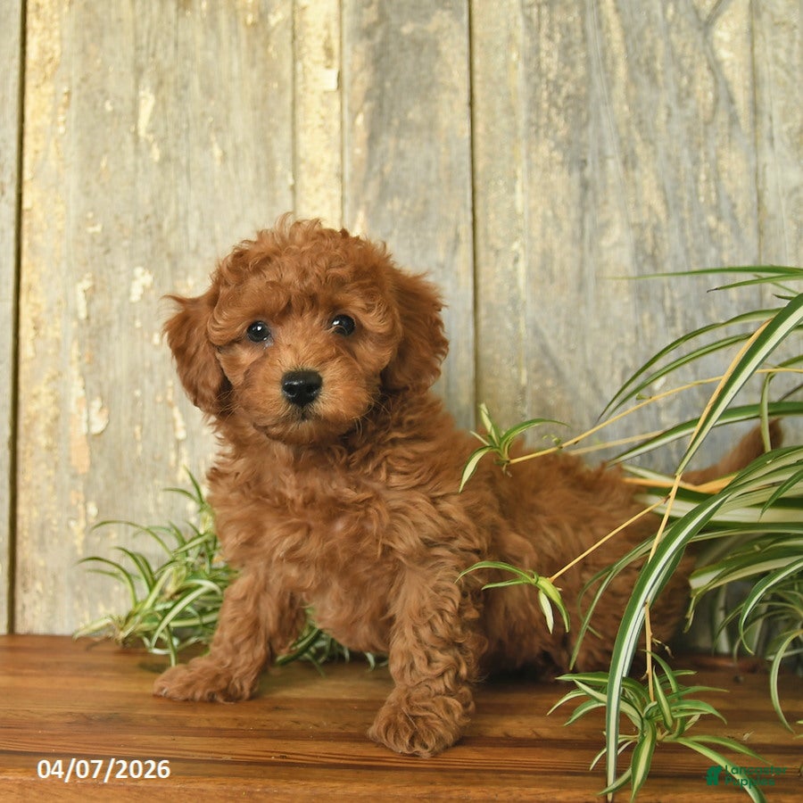 Maltipoo dogs Jordan  - Ad 2