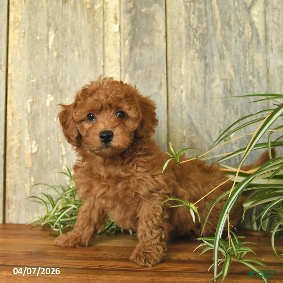 Maltipoo dogs for sale: Jordan  - Ad 2