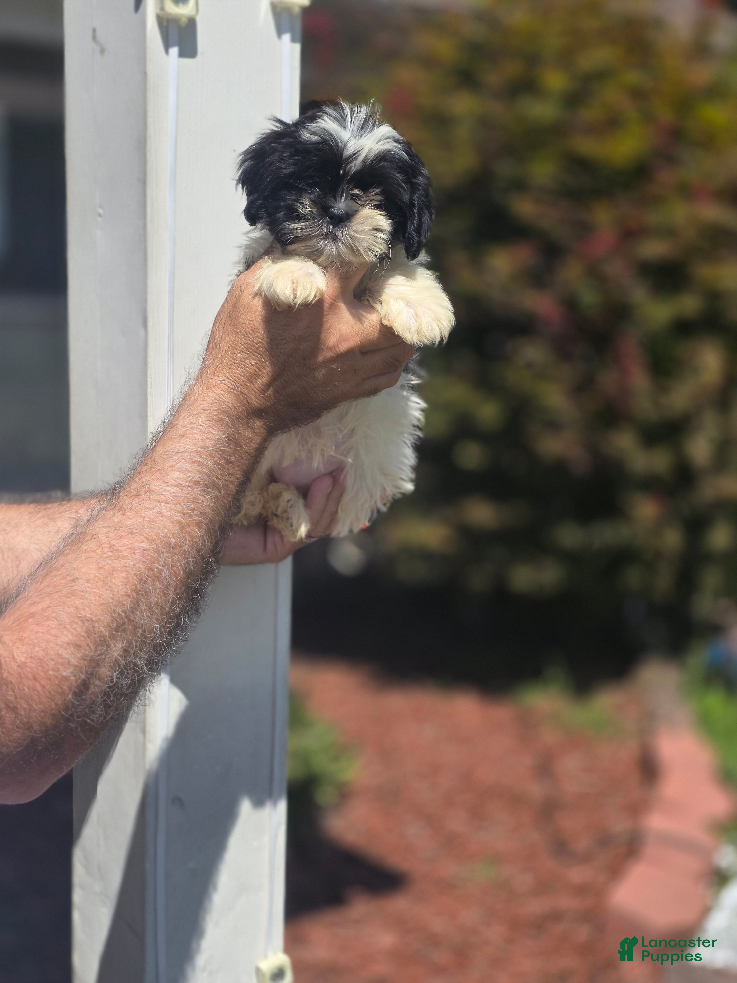 Shih Tzu dogs Jill  - Ad 1