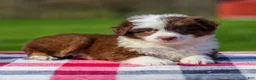 Miniature Australian Shepherd dogs for sale: Dena - Ad 1
