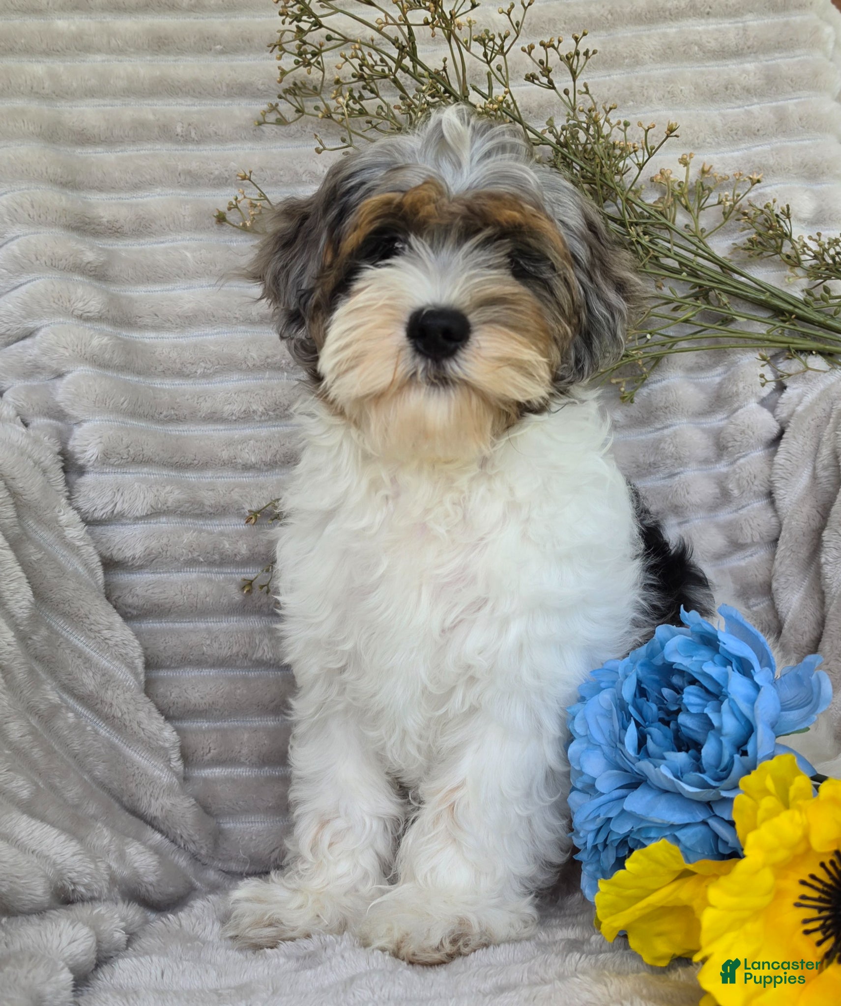 Shihpoo dogs Patches - Ad 1