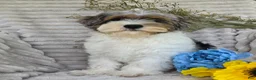 Shihpoo dogs for sale: Patches - Ad 1