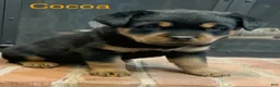 Rottweiler dogs for sale: Cocoa - Ad 1