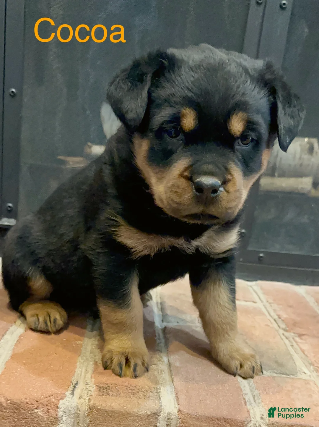Rottweiler dogs for sale: Cocoa - Ad 1