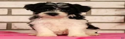 Yorkiepoo dogs for sale: Evelyn - Ad 2