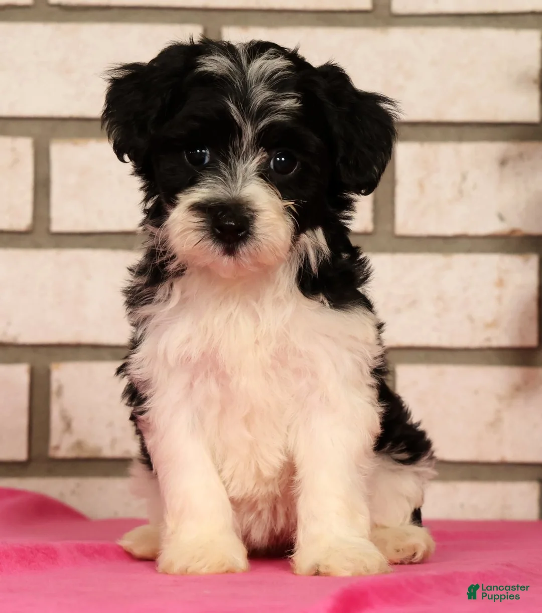 Yorkiepoo dogs for sale: Evelyn - Ad 2