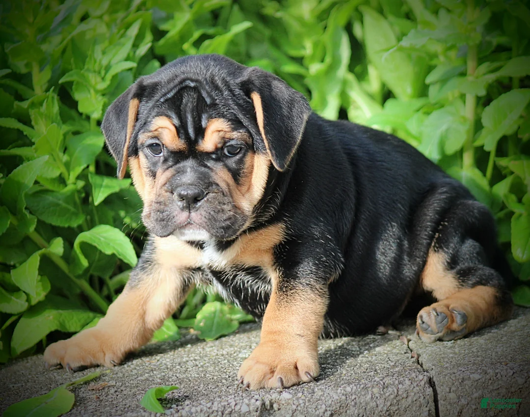 Beabull dogs for sale: Brooklyn - Ad 1