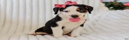 Mixed Breed dogs for sale: Addy Mixed Breed Pup - Ad 2