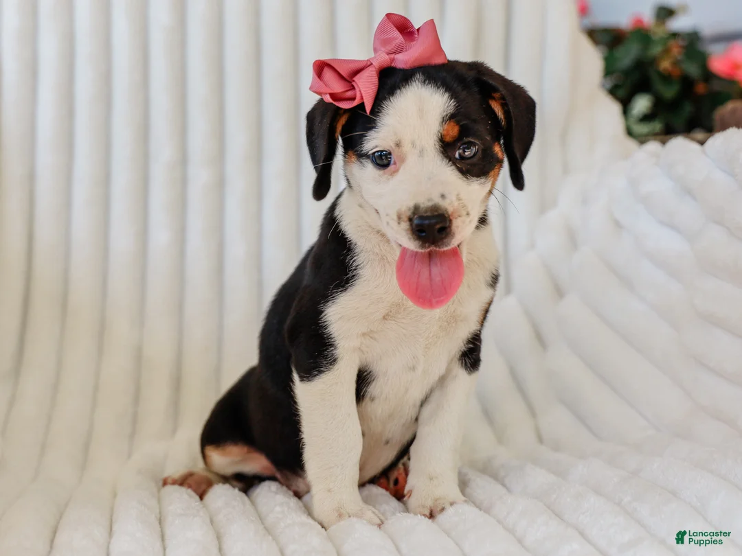Mixed Breed dogs for sale: Addy Mixed Breed Pup - Ad 2
