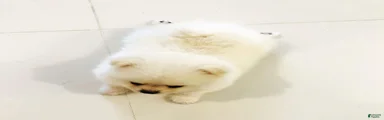 Pomeranian Puppy 4