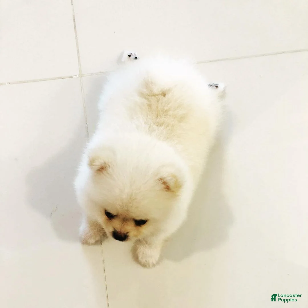 Pomeranian dogs for sale: Pomeranian Puppy 4 - Ad 1