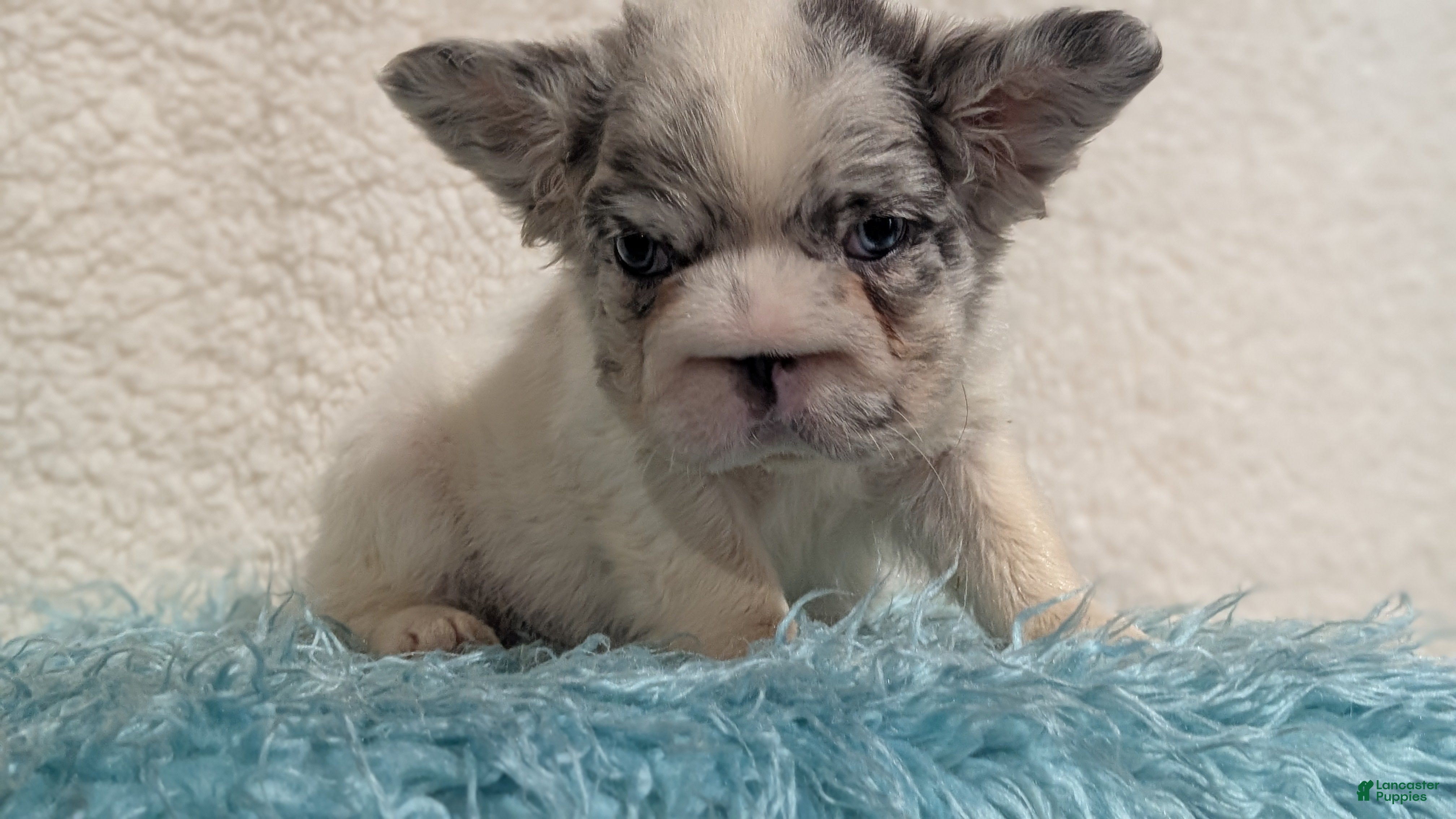 French Bulldog dogs Scout - Ad 2